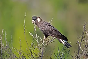 Carnaby: Short-billed Black-Cockatoo / Carnaby's Black-Cockatoo