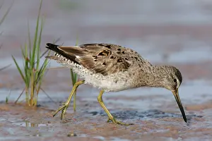 Dowitchers: Short-billed Dowitcher