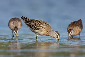 Dowitchers: Short-billed Dowitcher