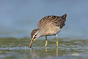 Dowitchers: Short-billed Dowitcher