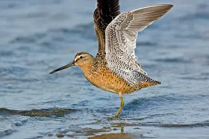Dowitchers: Short-billed Dowitcher