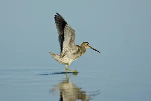 Dowitchers: Short-billed Dowitcher