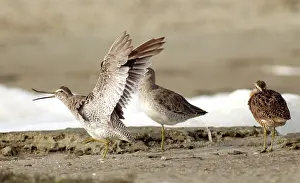 Stretches: Short-billed Dowitcher