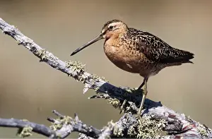 B Moose Peterson: SHORT BILLED DOWITCHER