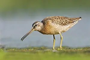 Dowitchers: Short-billed Dowitcher - in August