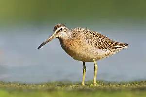 Dowitchers: Short-billed Dowitcher - in August