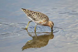 Limnodromus: Short-billed Dowitcher - feeding