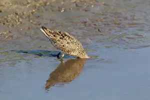 Limnodromus: Short-billed Dowitcher - feeding