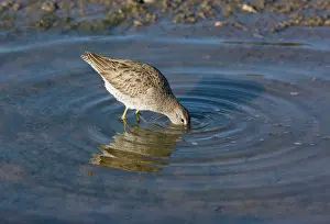 Dowitchers: Short-billed Dowitcher - feeding in lagoon, winter
