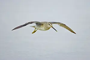 Dowitchers: Short-billed Dowitcher in flight