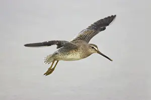 Limnodromus: Short Billed Dowitcher - in flight