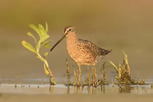 Us America: Short-billed Dowitcher (Limnodromus griseus)