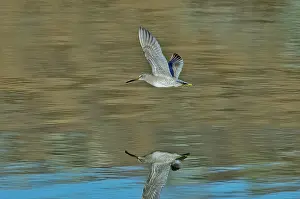 Dorsal: Short-billed Dowitcher and reflection