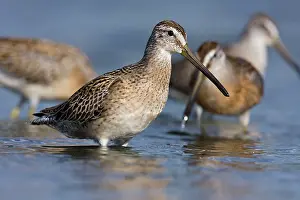 Dowitchers: Short-billed Dowitcher - in September