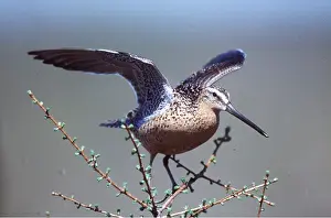 B Moose Peterson: SHORT BILLED DOWITCHER - taking off