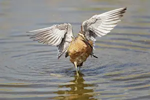 Limnodromus: Short-billed Dowitcher - washing
