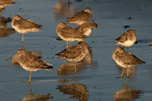 Cameron: Short-billed Dowitchers