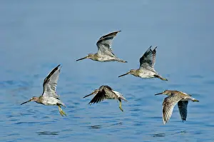 Dowitchers: Short-billed Dowitchers in flight
