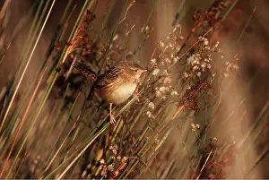 Pampa: Short-billed Marsh Wren - perched on reeds