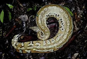 Pythons: Short or Blood Python