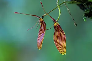 Antioquia: Short-Column Foot Restrepia, orchid, Antioquia, Colombia