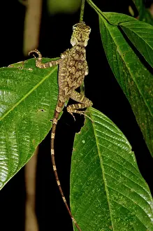 Gonocephalus: Short-crested forest dragon is asleep on a leaf