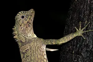 Gonocephalus: Short-crested Forest Dragon, close up of head -