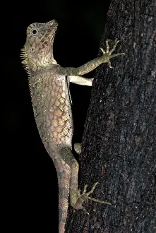 Gonocephalus: Short-crested Forest Dragon on tree trunk