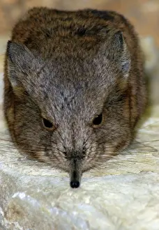 Shrews: Short-eared Elephant shrew