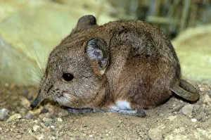 Shrews: Short-eared Elephant shrew