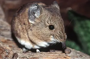 Shrews: Short-eared Elephant SHREW