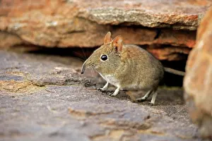 Shrew: Short-eared Elephant Shrew (Macroscelides proboscideus)
