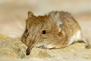 Shrews: Short-eared elephant shrew (Macroscelides proboscideus)