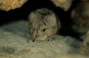 Shrew: Short-eared Elephant Shrew (Macroscelides proboscideus)
