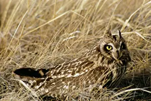 Tom Willock: Short-eared Owl