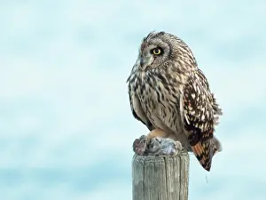 Flammeus: Short-eared Owl