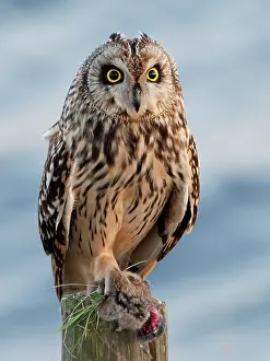 Flammeus: Short-eared Owl