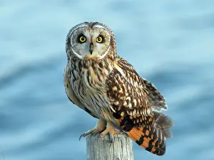 Flammeus: Short-eared Owl