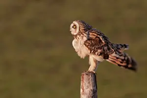 Flammeus: Short-eared Owl