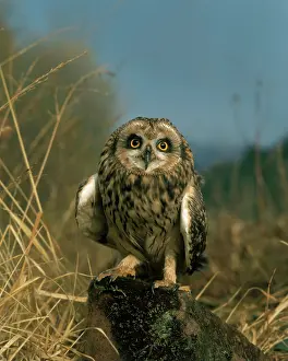 Flammeus: Short-eared Owl