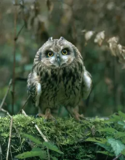 Flammeus: Short-eared Owl