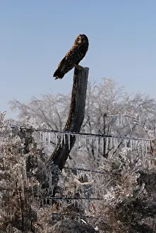 Fencepost: Short-Eared Owl