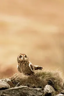 Flammeus: Short-eared Owl