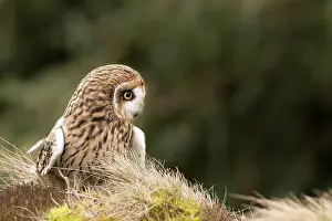 Flammeus: Short-eared Owl