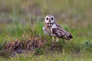 Flammeus: Short-eared Owl