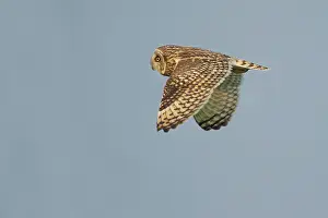 Airborne: Short-eared Owl