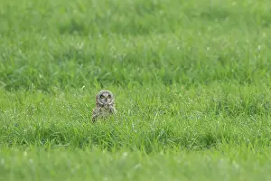 Flammeus: Short-eared Owl