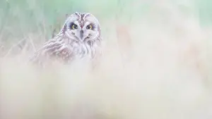 Flammeus: Short-eared Owl