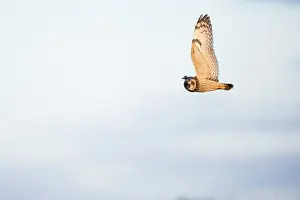 Flammeus: Short-eared Owl
