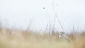 Flammeus: Short-eared Owl